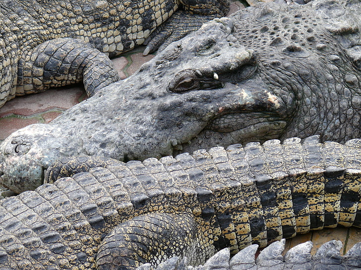 crocodile, Zoo, reptile, animaux, bête, animal, faune