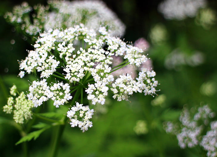 umbelliferae, ดอก, บาน, สีขาว, ทุ่งหญ้าสมุนไพร, พืชทุ่งหญ้า, doldengewaechs