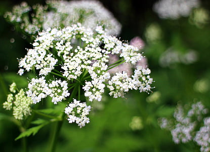 Umbelliferae, kvet, kvet, biela, lúčnych bylín, trávnym porastom rastlín, doldengewaechs