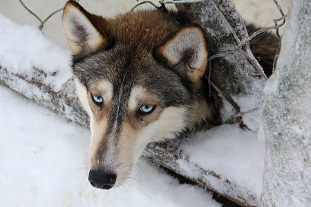 Husky, Suomi, Vetokoiran, koirien, yksi eläin, talvi, lumi