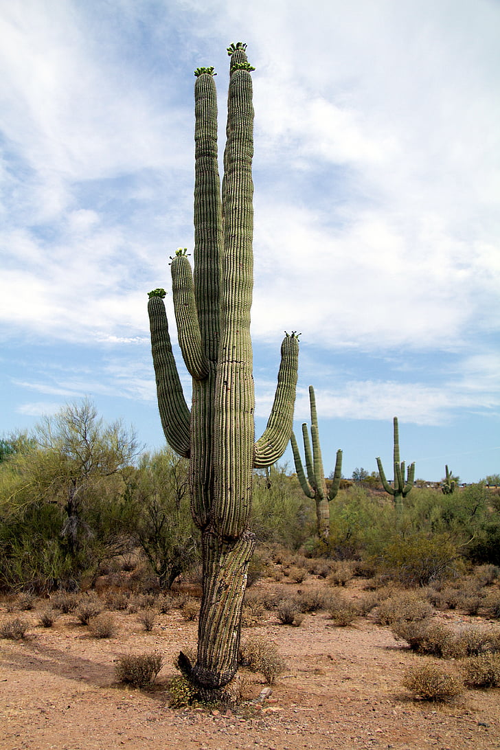 Estados Unidos, Arizona, cactus, desierto, cactus Saguaro, naturaleza, clima árido