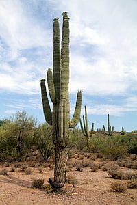 USA, Arizona, Cactus, öken, Saguaro kaktus, naturen, torra klimat