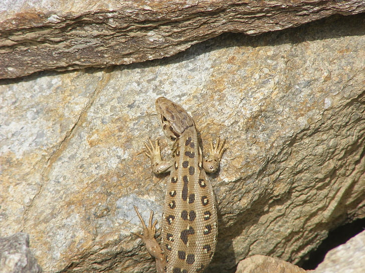 lizard, animals, nature, sand lizard, reptile, cold blooded animals, brown