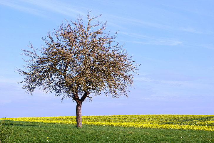 puu, üksildane, väli, rahulik, vaikne, päevasel ajal, kevadel