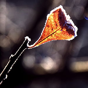 leaf, frost, back light, brown, rusty red, winter, autumn