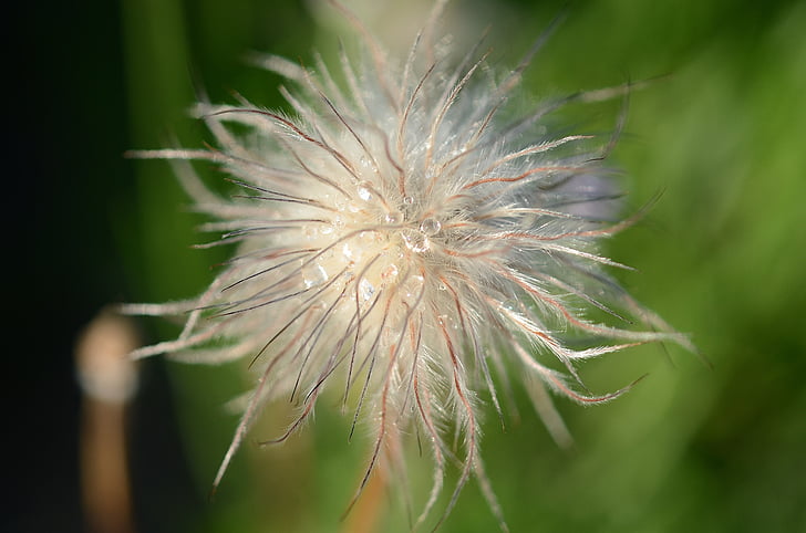 natura, floreale, pianta, primavera, Bloom, estate, giardino