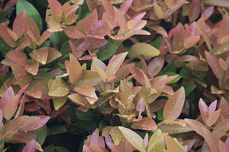 helder, Close-up, kleuren, kleuren, Eugenia plant, Flora, Tuin