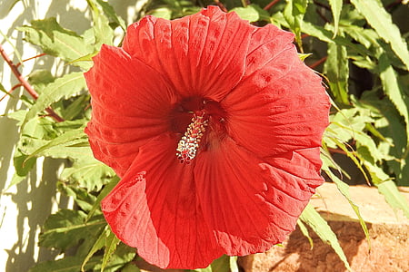 hibiscus, blossom, bloom, red, giant hibiscus, flower, nature