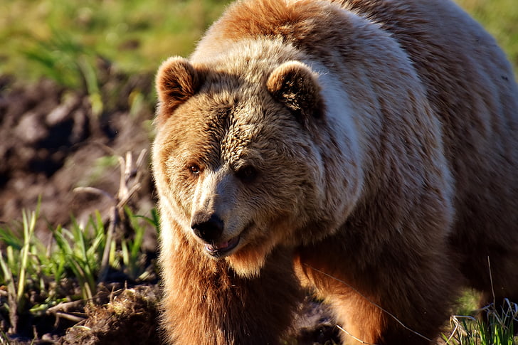 Evropski rjavi medved, divje živali, kosmate, nevarno, živalski svet, krzno, medved