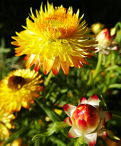 italicum, Austrália, kvet, postupne ako zrelý