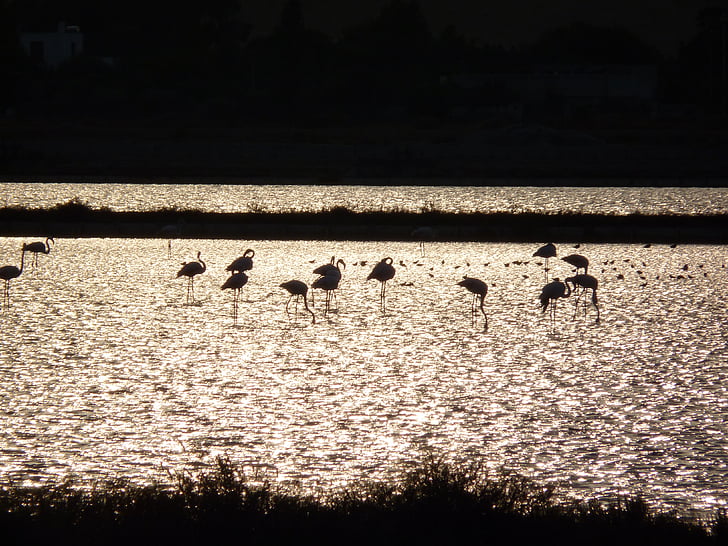 Flamingo 's, Flamingo's cagliari, dieren, zonsondergang dieren, dier, natuur, vogel