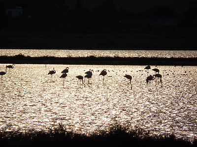 flamingoer, flamingoer cagliari, dyr, solnedgang dyr, dyr, natur, fuglen