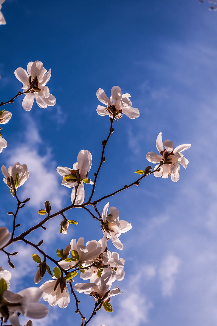 Magnolia, lilled, kevadel, Bud, puu, roosa, täielikult õitega