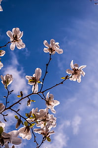 Magnolia, kwiaty, wiosna, Pączek, drzewo, różowy, pełnym rozkwicie