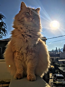 고양이, 서 있는, 콘크리트, 레일, 뒤에, 햇빛, 동물