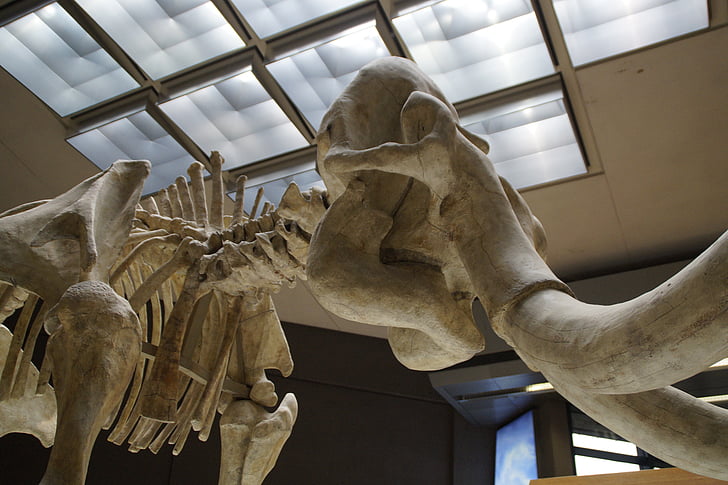mammoth, skeleton, museum, exhibit, mammal, tusks, pachyderm