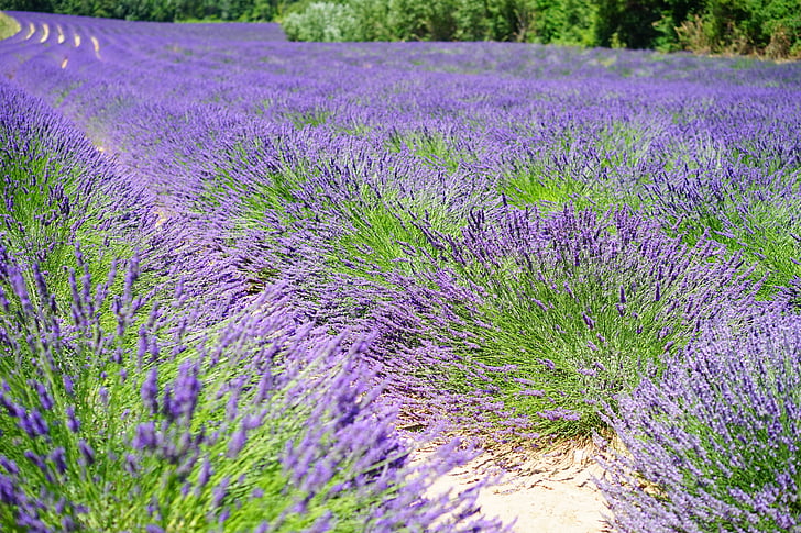 lavender cultivation, lavender, lavender field, lavender flowers, blue, flowers, purple