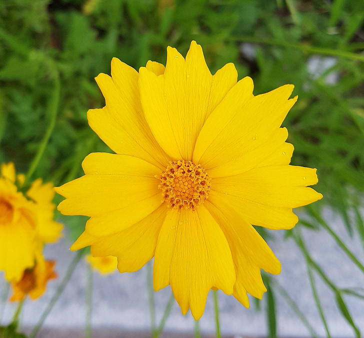 Cosmos, Avenue, dzeltena puķe