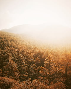 Zdjęcie, lasu, dzień, jesień, zachód słońca, park stanowy, Natura