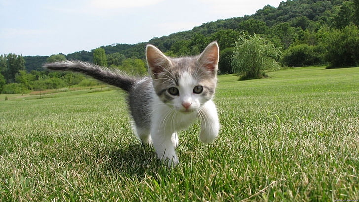 kitten, cute, feline, kitty, domestic, fur, small