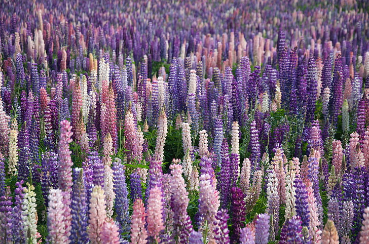 Lavendel, lilled, väli, talu, Välibassein, loodus, Travel