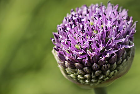 cebolla ornamental, Allium, flor, flor, floración, púrpura, primavera