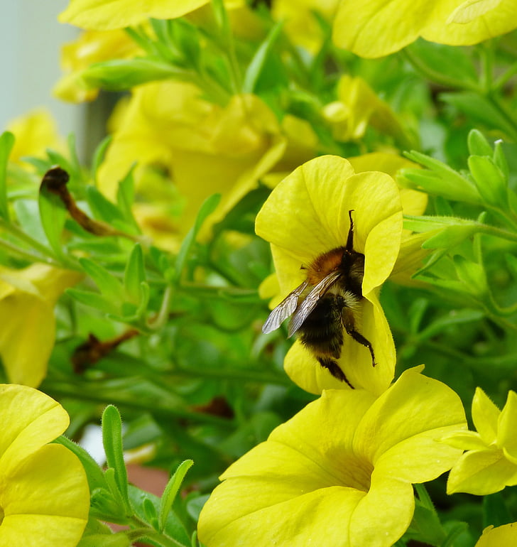 Bee, bug, natur, blomst, gul