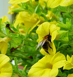 bee, bug, nature, flower, yellow