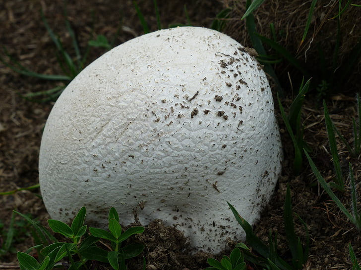 bovist, champignon, blanc, grand umbrinum, Calvatia, genre de champignons, relative aux champignons