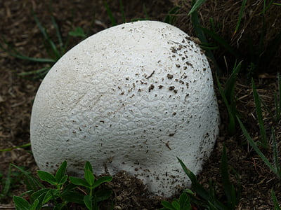 bovist, sieni, valkoinen, suuri umbrinum, calvatia, sieni suvun, sienen sukulainen