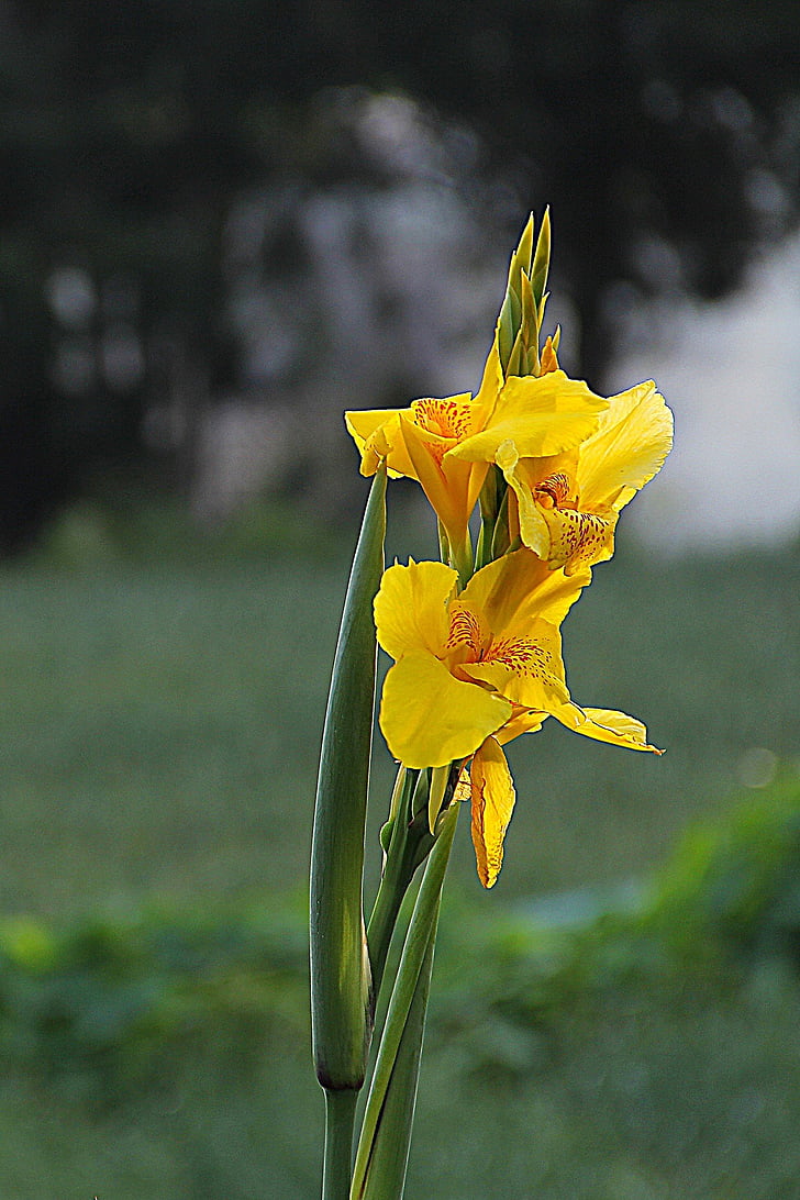 Iris, cvijet, divlji cvijet, cvijet, vrt, svježe, divlje