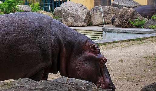 hipopótamo, Hippopotamus amphibius, mamíferos, animal, criatura, Parque zoológico