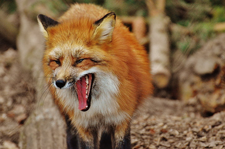 Fuchs, Wildpark poing, animal, fotografía de vida silvestre, naturaleza, mundo animal, Retrato de los animales