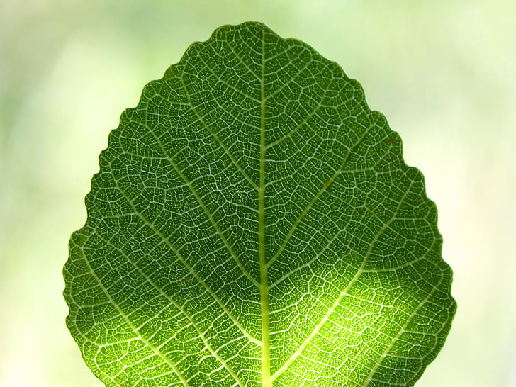leaf, fig tree, ramifications, backlight, translucent, green, fig leaf