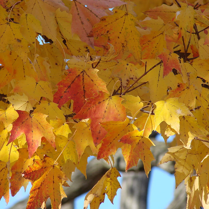 lapai, aukso, rudenį, raudona, Gamta, sezono metu