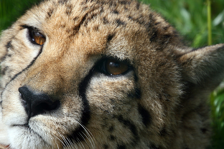 cheetah, wild cat, portrait, wildlife, africa, mammal, big cat