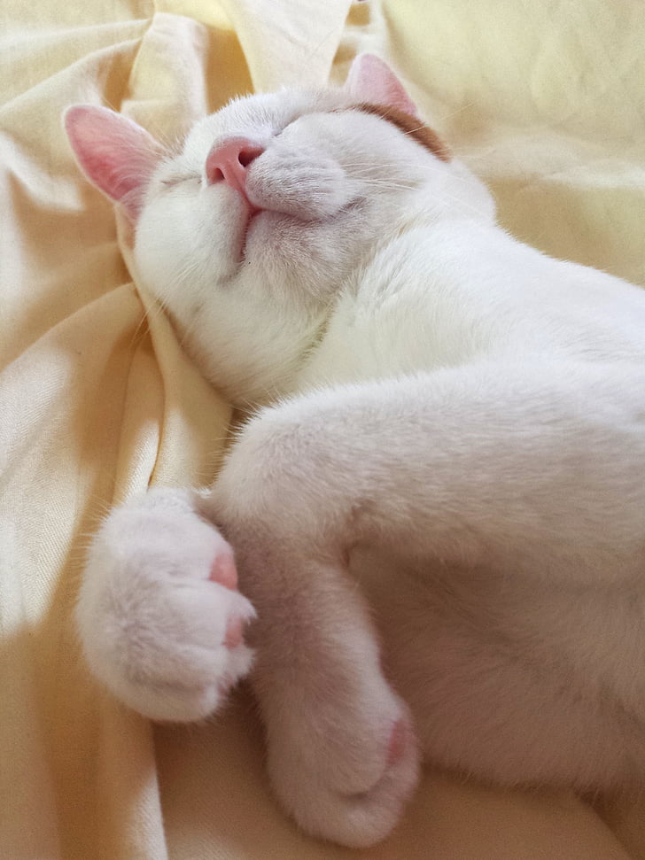 zviera, mačka, mačiatko, Kitty, spánok, spí, Relax