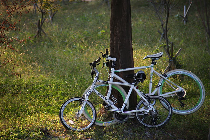 dviratis, žolės, medienos, parkas