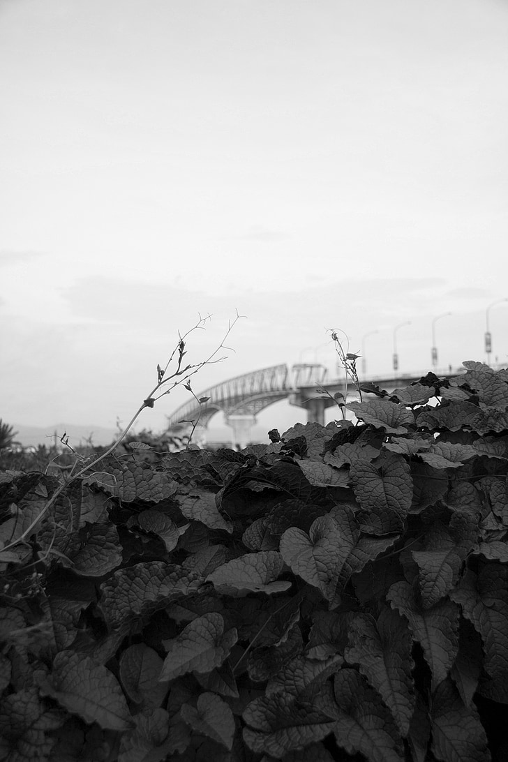 pozostawia, Most, Park, liść, liści, naturalne, na zewnątrz