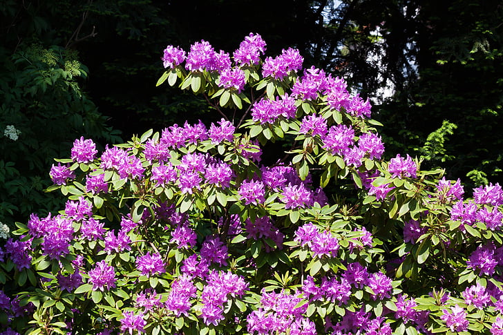 Rhododendron, Traub notities, doldentraub, bloeiwijzen, geslacht, familie van ericaceae, Ericaceae