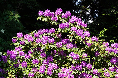 rhododendron, traub notes, doldentraub, inflorescences, genus, family of ericaceae, ericaceae