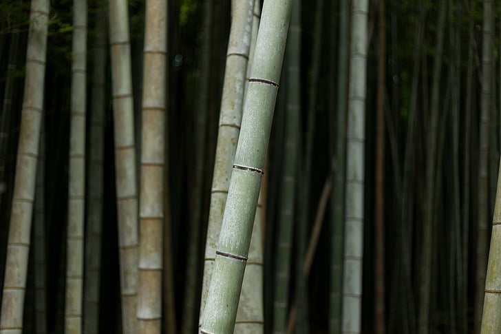 bambús, natura, planta, arbres, fusta, arbreda de bambú, bambú - planta