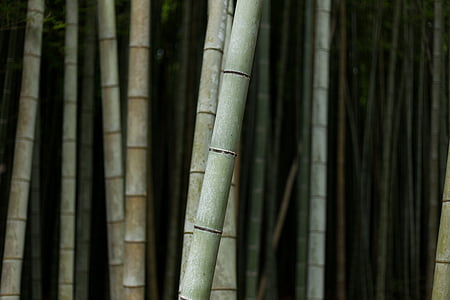 bambu, alam, tanaman, pohon, kayu, Bambu grove, Bambu - tanaman