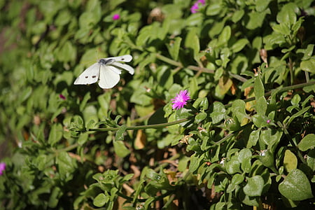 蝶, ホワイト, 自然, 生物多様性