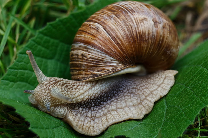 snail, snails, nature, macro, slugs, shell, grass