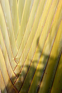 Palm, Anlage, Grün, Fächerpalme, Palmblatt, Baum, Palmwedel