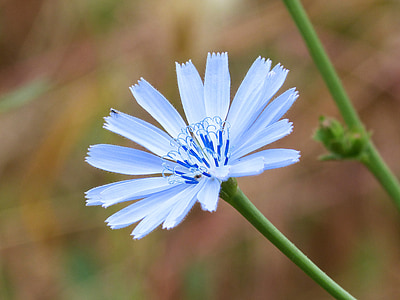 flors silvestres, flor de color blau, detall