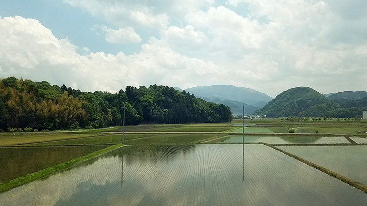 pirinç, alanları, Japonya, Tarım, bitki, doğa, kırsal
