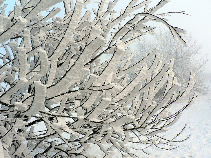 winter, snow, tree, icing, branch, slovakia, frost