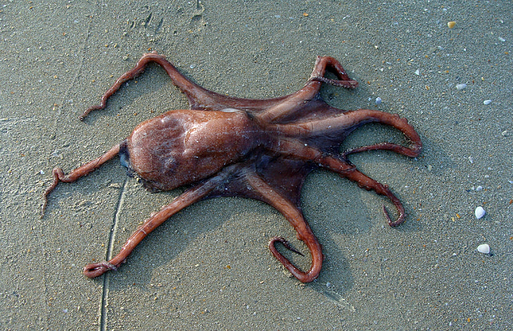 chobotnice, pláž, písek, Já?, zvíře, Marine, organismus